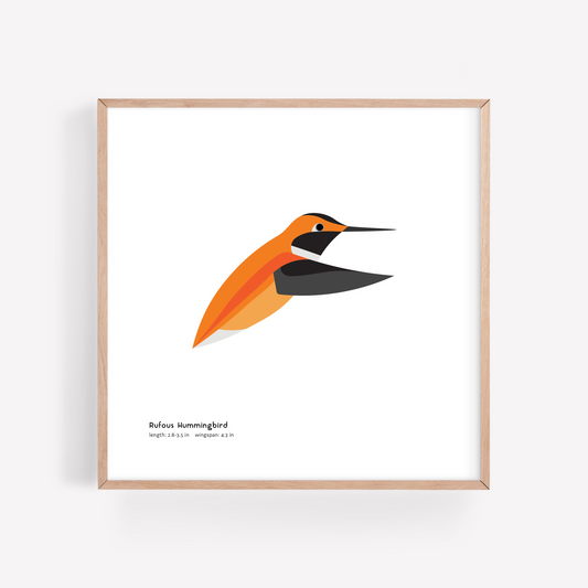 Rufous Hummingbird Art Print