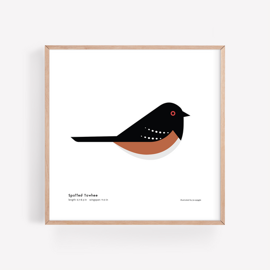 Spotted Towhee Art Print