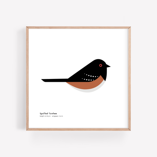 Spotted Towhee Art Print
