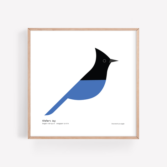Steller's Jay Art Print