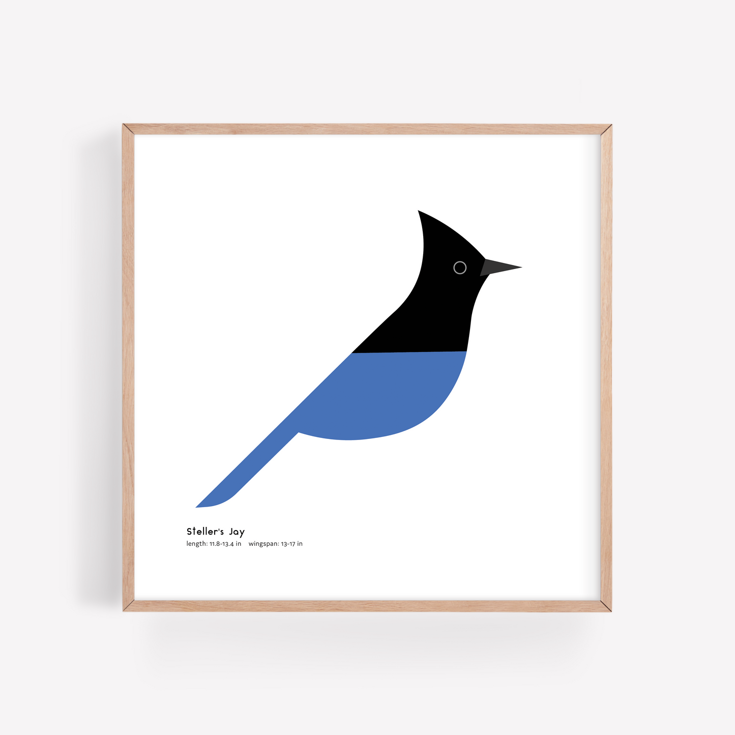 Steller's Jay Art Print