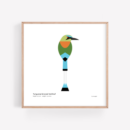 Turquoise-browed Motmot Art Print
