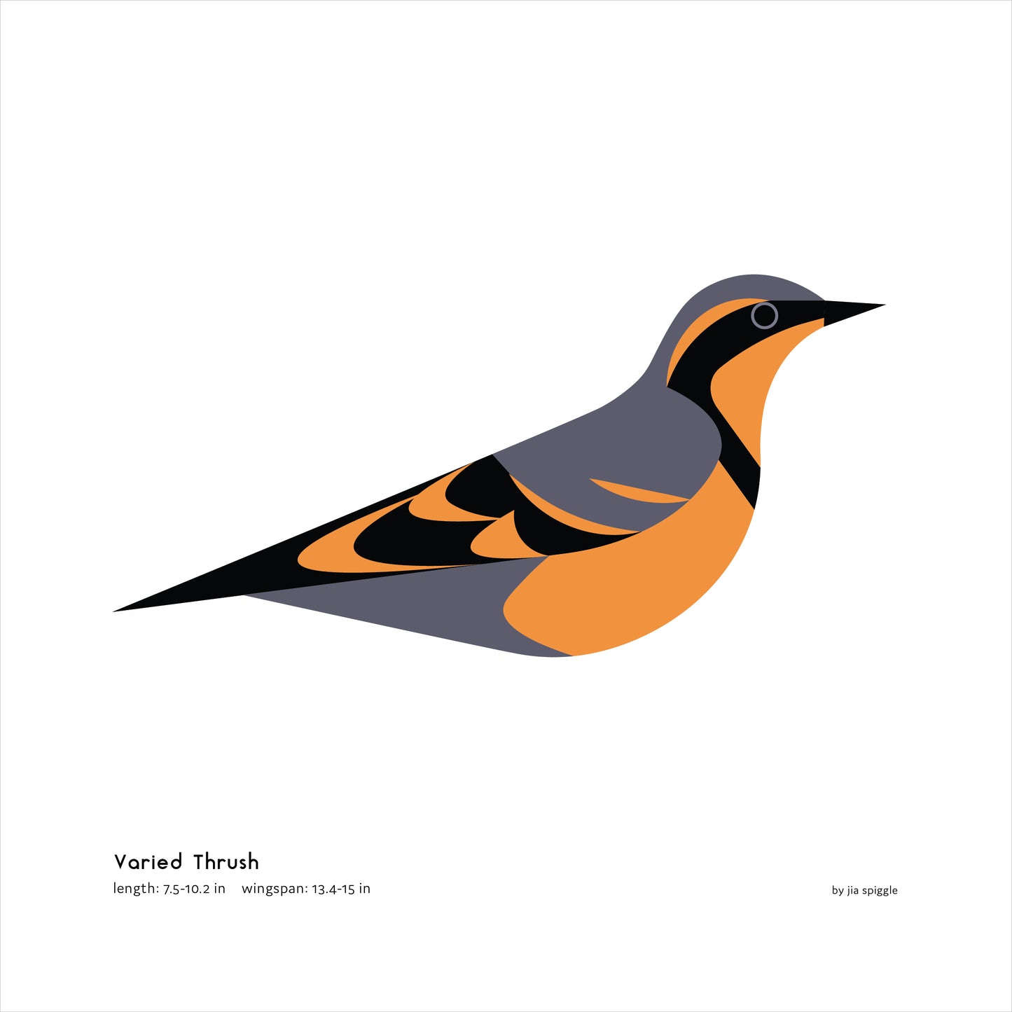 Varied Thrush Art Print