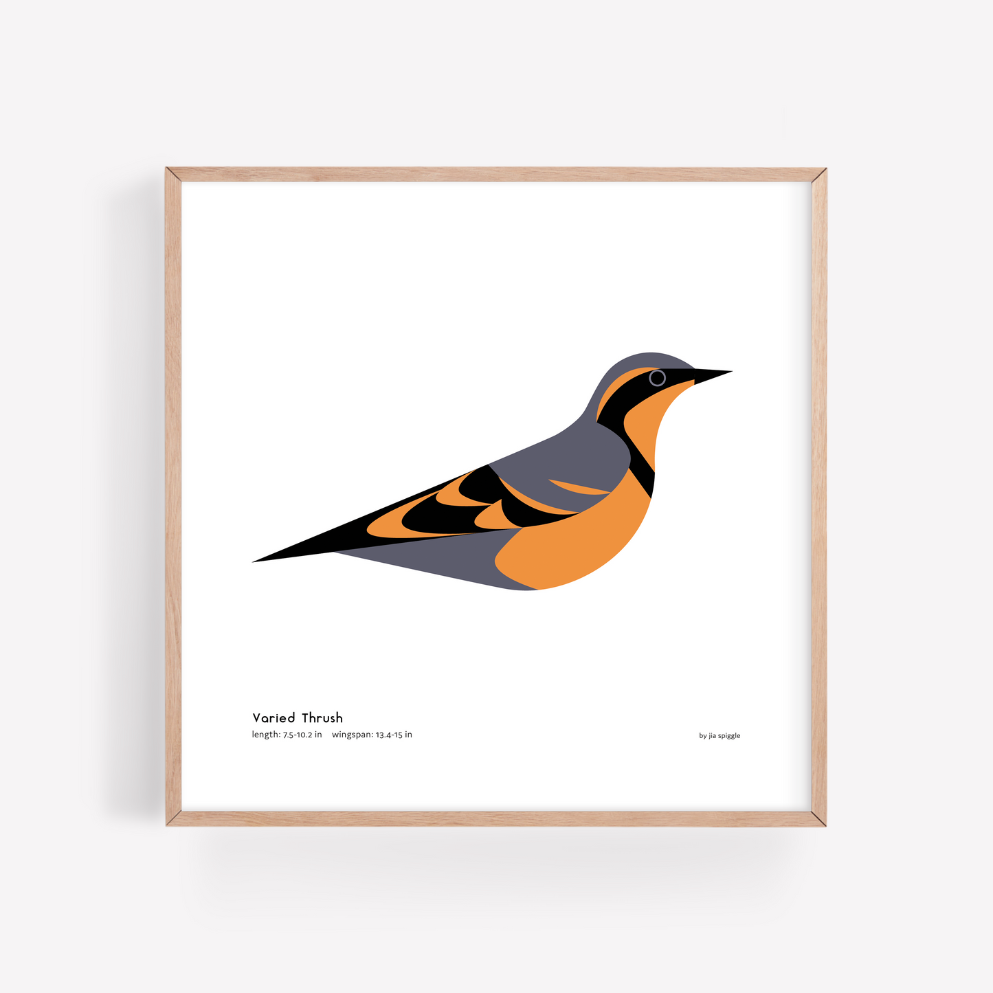 Varied Thrush Art Print