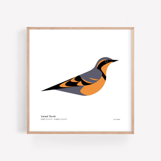 Varied Thrush Art Print