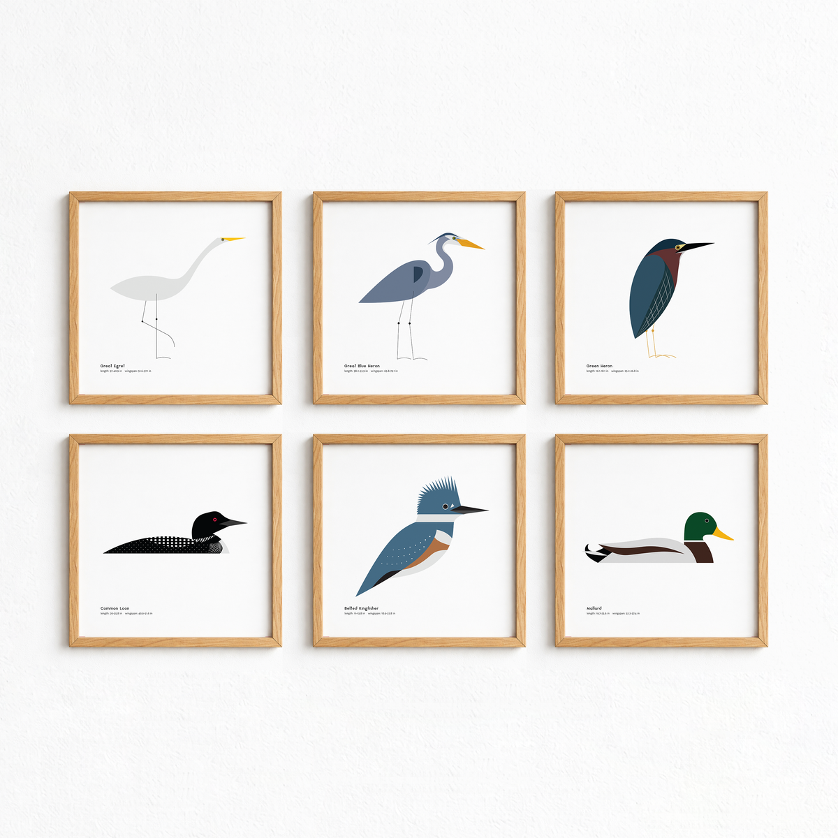 Green Heron Art Print