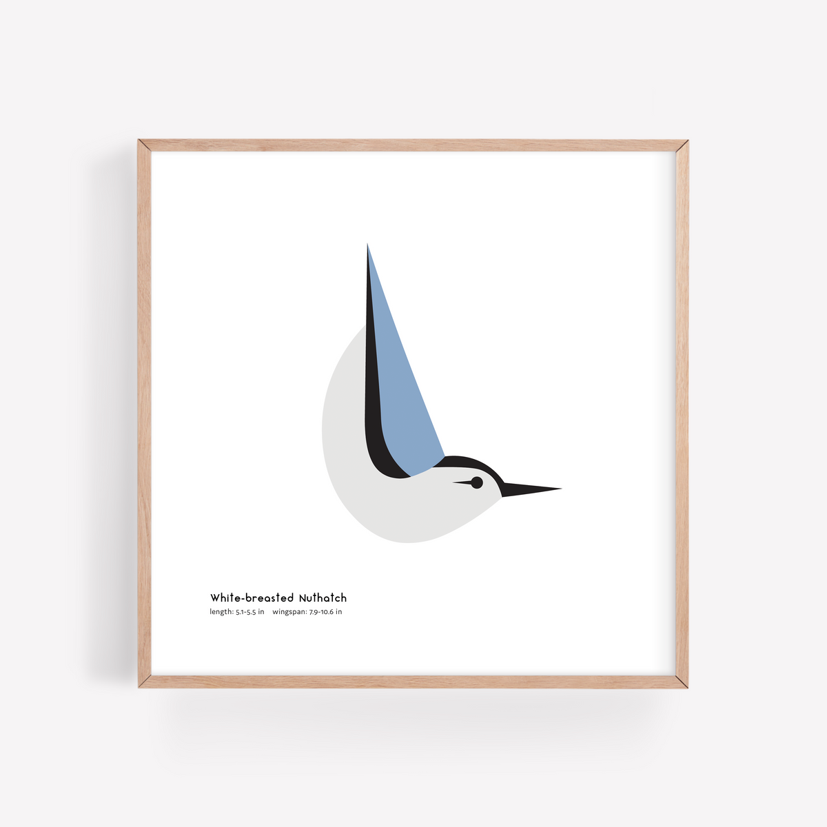 White-breasted Nuthatch Art Print