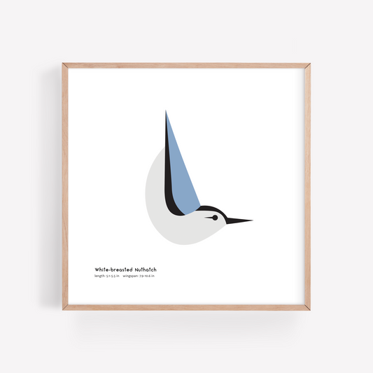 White-breasted Nuthatch Art Print