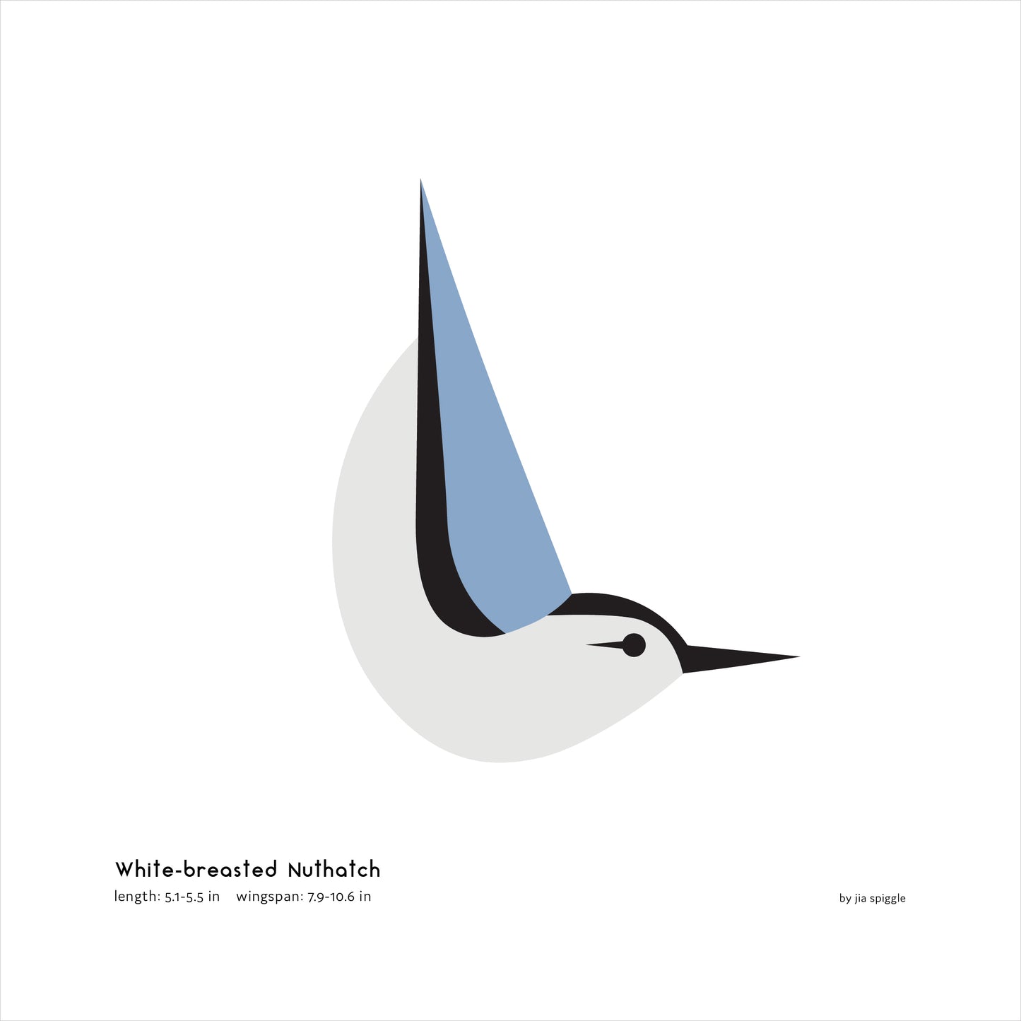 White-breasted Nuthatch Art Print