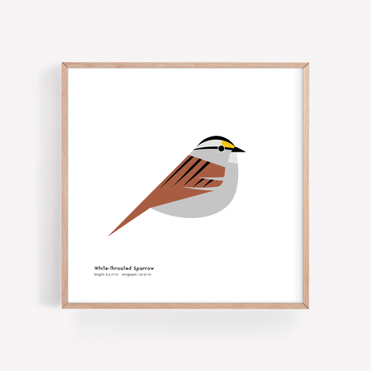 White-throated Sparrow Art Print