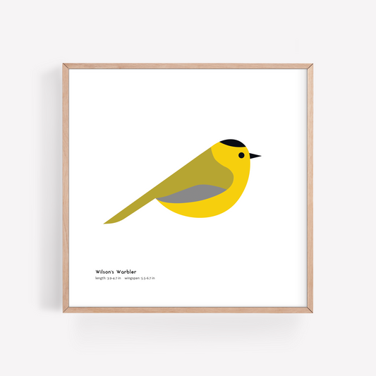 Wilson's Warbler Art Print