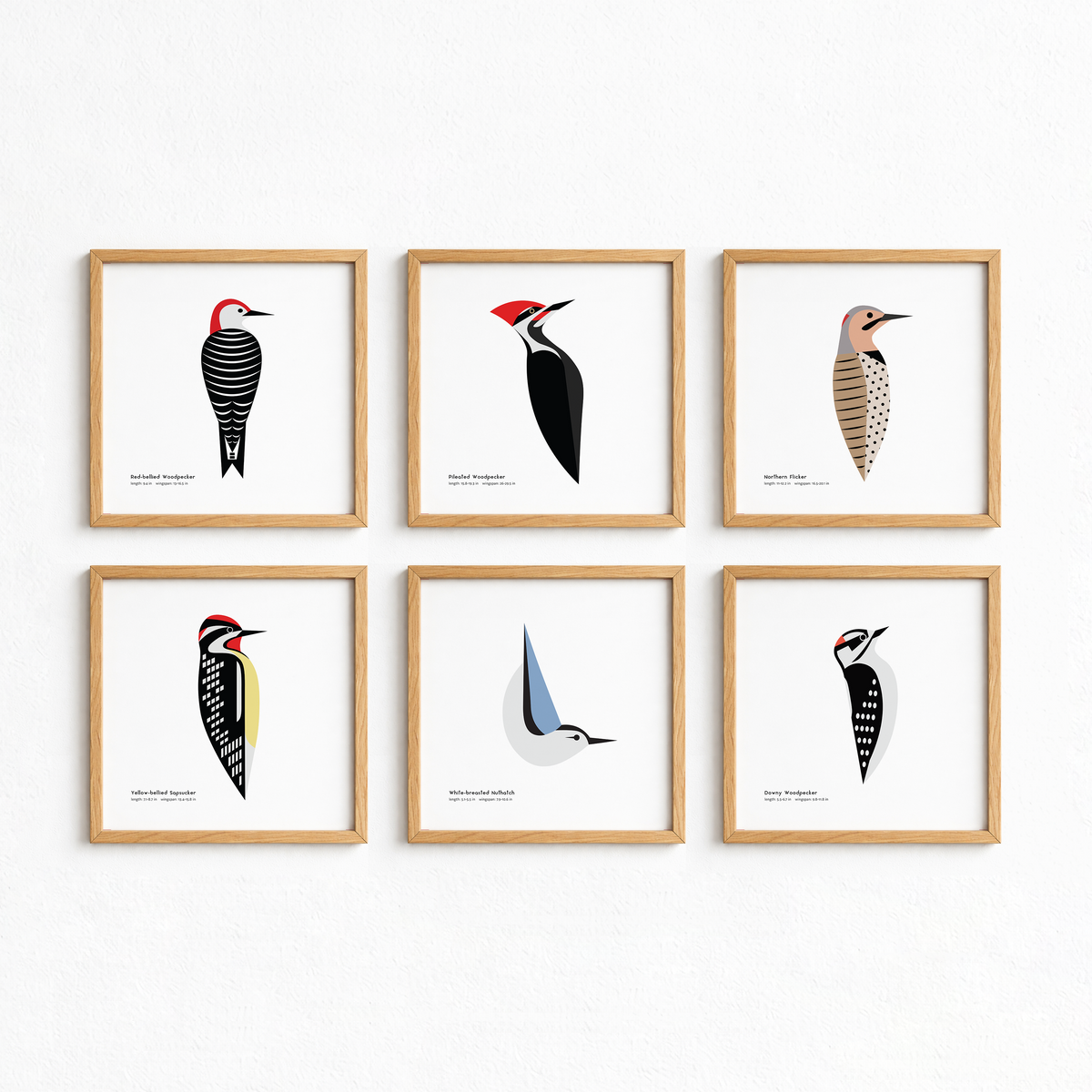 Yellow-bellied Sapsucker Art Print