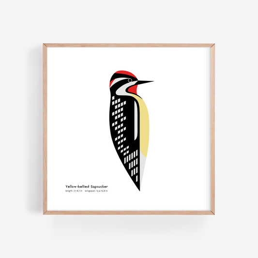 Yellow-bellied Sapsucker Art Print